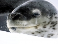 Leopard Seal