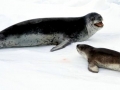 Leopard Seal