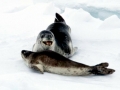Leopard Seal