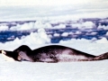 Leopard Seal