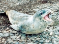 Leopard Seal