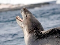 Leopard Seal
