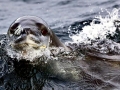 Leopard Seal
