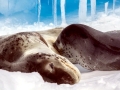Leopard Seal