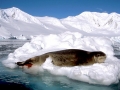 Leopard Seal