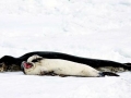Leopard Seal