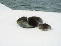 Leopard Seal