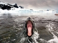 Leopard Seal