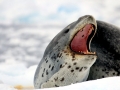 Leopard Seal
