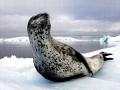 Leopard Seal