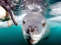 Leopard Seal