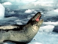 Leopard Seal