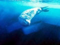 Leopard Seal