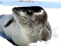 Leopard Seal