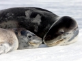 Leopard Seal