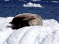 Leopard Seal