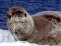 Leopard Seal