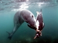 Leopard Seal
