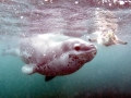 Leopard Seal