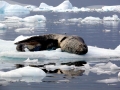 Leopard Seal