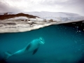 Leopard Seal