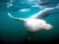 Leopard Seal