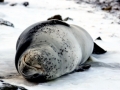 Leopard Seal