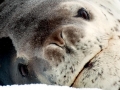 Leopard Seal
