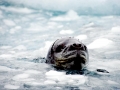 Leopard Seal