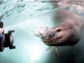 Leopard Seal
