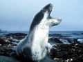 Leopard Seal