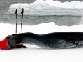 Leopard Seal