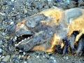 Leopard Seal