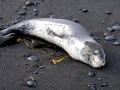 Leopard Seal