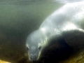 Leopard Seal