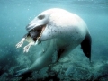Leopard Seal