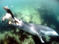 Leopard Seal