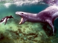 Leopard Seal