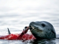 Leopard Seal