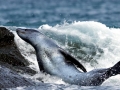 Leopard Seal