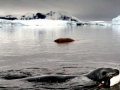 Leopard Seal