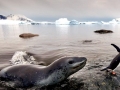 Leopard Seal