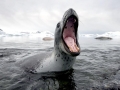 Leopard Seal