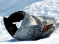 Leopard Seal