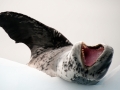 Leopard Seal