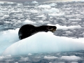 Leopard Seal