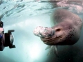 Leopard Seal