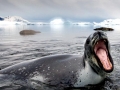 Leopard Seal
