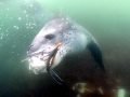 Leopard Seal