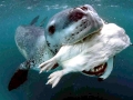 Leopard Seal